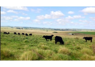 Garzon, 61 hectareas muy cerca a pueblo Garzon