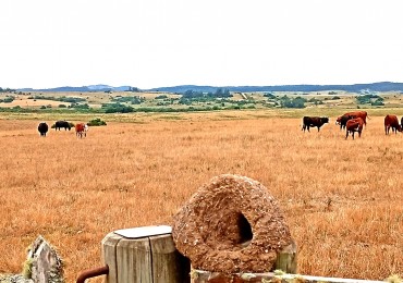 Pueblo Garzon, 45 hectareas  