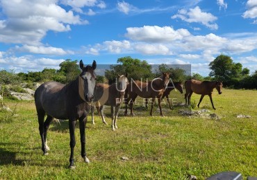 SIERRAS DE LAVALLEJA , 1033 hectareas